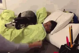 二哈又犯傻了，拦着不让主人起床，这是想造反吗？图片