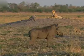 疣猪挑衅猎豹  画个圈圈诅咒你图片