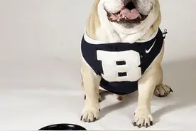 小小狗粮也有大讲究，注意以下几点让狗狗更爱吃饭！图片