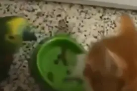 鹦鹉和猫打起架来，那可就事大了，鹦鹉要加油呀！图片