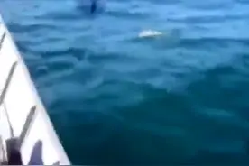 渔民在海面上救起一只小海豚，小海豚的感激方式让他们开心不已图片