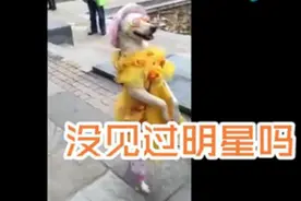 宇宙无敌潮炸天的汪星人，媲美凤姐啊！图片