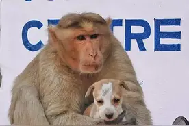 当猴子爱上流浪狗，整个世界都被暖化了图片