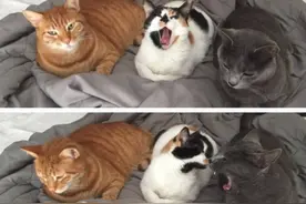 看不开的喵咪们之斗鸡眼猫猫的独特深情注视！图片