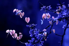 单单爱你，爱你的一切图片