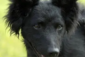 “中国版德牧”黑熊犬太珍贵，全球仅剩几百只图片