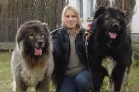 世界最贵犬排名第一的竟是俄罗斯高加索，凭什么？图片