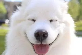 狗狗界的暖男微笑天使萨摩耶，你值得拥有！图片