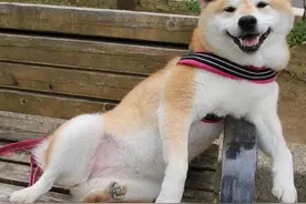 我最会玩！柴犬玩转游乐设施，全程笑个不停图片