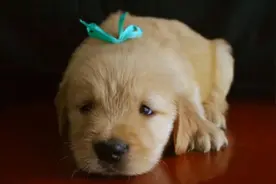 如何喂养出一只健康的金毛！图片