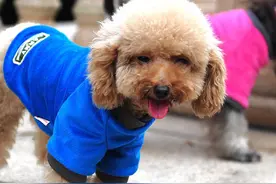 贵宾犬暴饮暴食怎么办图片