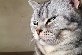 一大波猫咪表情包来袭，看完之后我默默地竖起了大拇指！图片