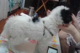 家里刚捡了一只狗狗是白的，可是家里的狗狗是黑的却吃醋了图片