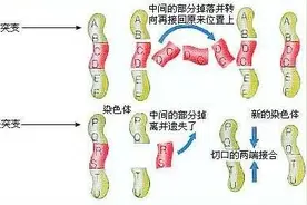 什么是dna基因突变？图片
