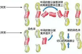 什么是dna基因突变？图片