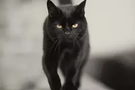 为什么说猫咪有九条命，原来猫咪竟然还能这样图片