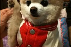 狗狗的耳朵不及时清理是个大问题图片