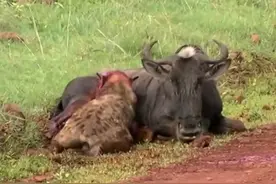 鬣狗活吃大角马，从撕咬内脏，啃到胸前肉，不料竟来这只动物偷吃图片