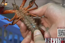 小龙虾怎么挑？行家告诉你只按一个部位就知道视频封面