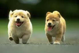 狗狗呼吸急促？可是为什么会发生这样的情况呢！图片