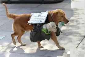 从五官可以看出金毛犬的健康状况 ，爱宠一族请笑纳图片
