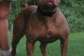 豹犬：有颜值却偏偏要靠才华的猎犬图片