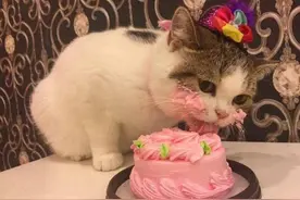 小花猫过生日，蛋糕一定是好吃到哭，看它的小表情就知道了图片