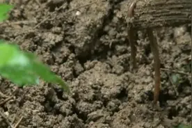 巧用蚯蚓食疗缓解高血压图片