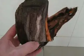 干裂崖柏雕刻达摩，亦是修形过程！图片
