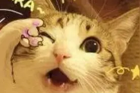 有人尝试将人话翻译成猫语，结果被暴打了一拳图片