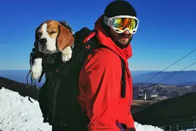 塞尔维亚猎犬与主人“组队”滑雪 体验速度与激情图片