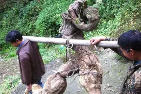 上山采药挖出的巨大树根，这身价等于中一次大奖！图片