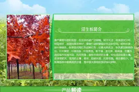 彩叶树种沼生栎栽培技术及在园林中的应用图片