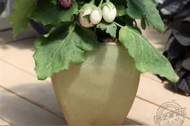盆栽茄子，美到极致。蛋茄，彩茄，微型茄你没见过的茄子图片