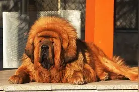 适合家养的虎头藏獒，数量最多价格最低战斗力最低，最安全图片