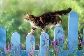 猫咪有九条命的真实依据，不服不行图片