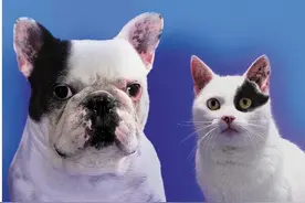 为什么我家猫和狗这么长时间还打架，网上的亲密照都是骗人的？图片