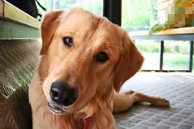 狗狗出现拉稀是什么原因？主人千万不能小看！图片