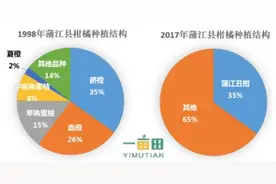 一亩田产业地图：天时地利人和 四川蒲江丑柑成名路图片