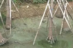 鸳鸯湖：部分水域水质下降 绿藻成片图片