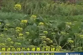 打开水龙头就能浇灌菜田丨万秀区城东镇建设节水高效喷灌系统惠及1200多户农户图片