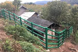 人与象①｜云南野象25年致53人死，试点村寨建围栏防象图片