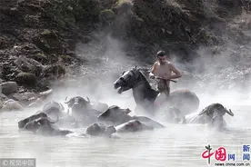 土耳其牛马泡温泉 享受温暖时光图片