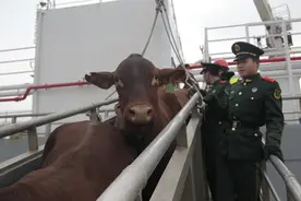 澳大利亚活体牛首次入浙 宁波成南方首个海运活牛口岸图片