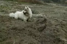 当萨摩耶去了农村，简直控制不住止几个儿丨狗主人：这狗子我不要了~图片