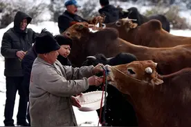 立春日看春耕备种：武义小山村给耕牛喂米酒图片