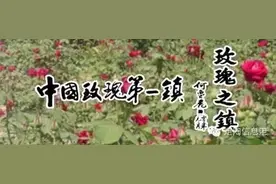 5月8日定陶玫瑰节！万亩玫瑰美得好霸气图片