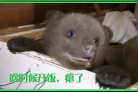 过年太无聊？黑熊宝宝亲身演绎表情包！让你成为群里的扛把子！视频封面
