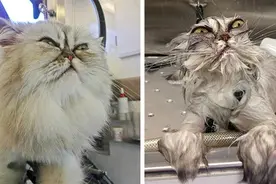 简直太滑稽 拍摄小猫小狗洗澡的前与后图片