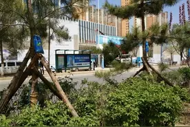 行道树“打点滴”原为提高存活率图片